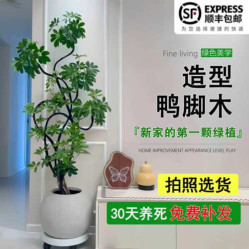 造型鸭脚木客厅大盆栽鸭掌木鹅掌柴室内绿植大型四季常青大型植物