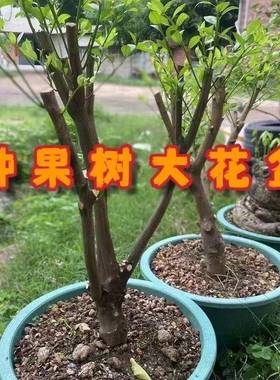 果+HWH1EIR树植花盆加龙缸盆大口厚径庭院耐用年十圆形清仓种种树