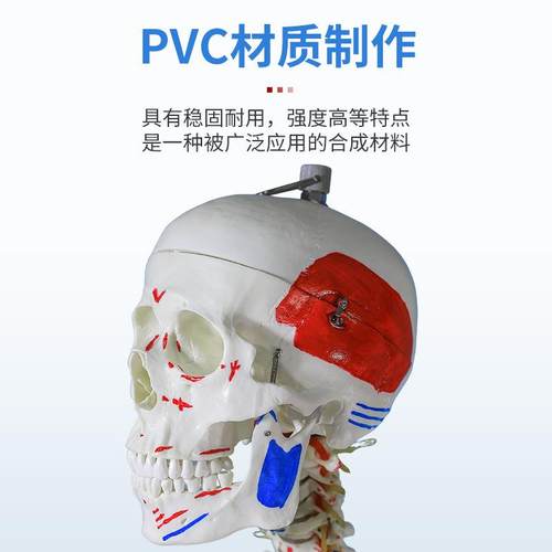 构170CM学全人体医骨骼模型肌肉着色骨盆瑜伽关956节可拆卸结骨身