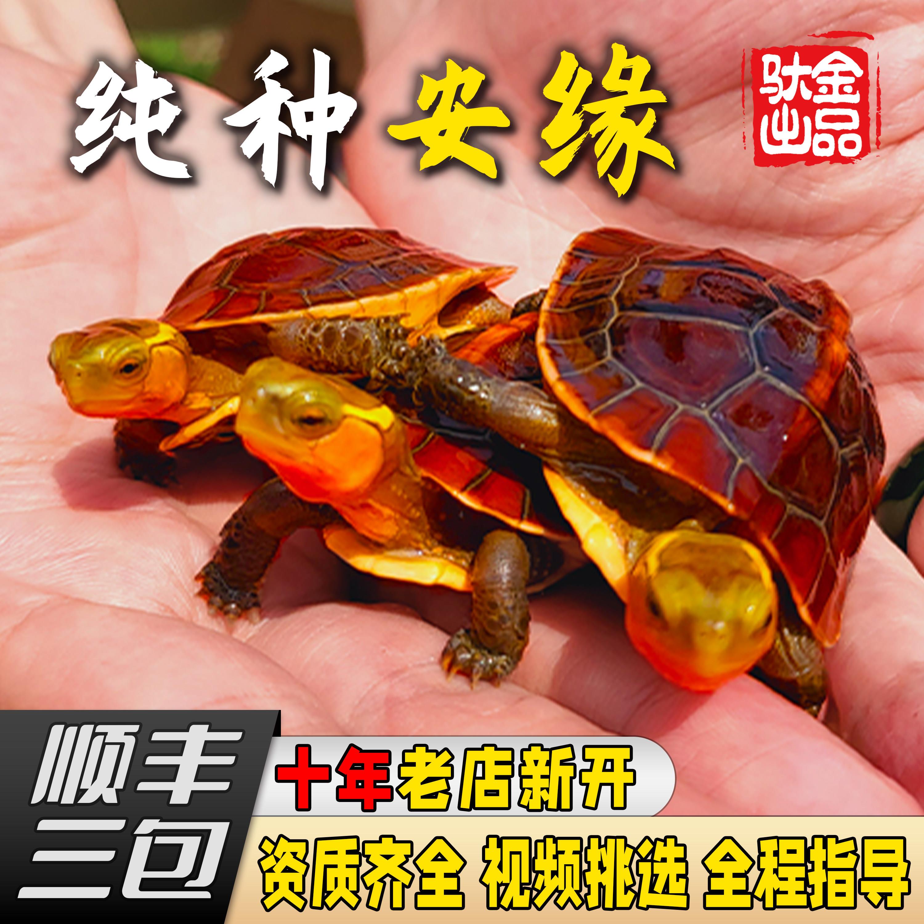 黄缘龟活体闭壳龟安缘龟半水幼龟台缘龟家养镇宅观赏龟宠物乌龟苗