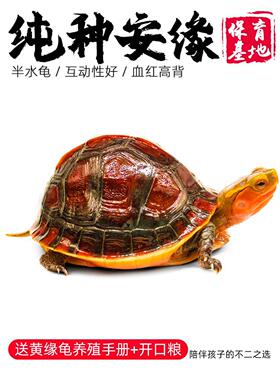 皖南安缘龟黄缘龟幼龟苗闭壳龟台缘黄缘乌龟活物金钱龟箱陆地龟粮