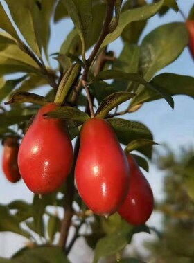 D01号~D260金撢子四季果 紫阳金丹 血钻葫芦盆景 观果观叶 成都发