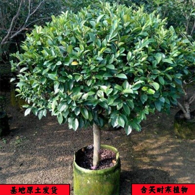 含笑花苗树苗浓香型盆栽花卉植物耐寒耐热室内花四季开花庭院阳台