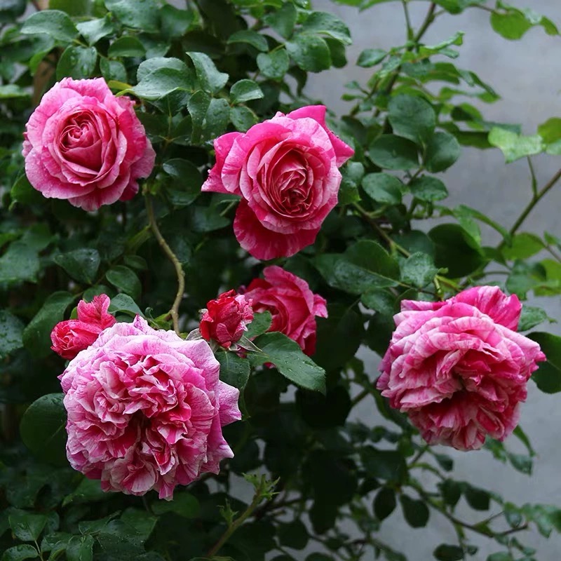 伊蕾莎斯特藤本月季花大苗盆栽浓香大花庭院蔷薇花苗爬藤四季花卉