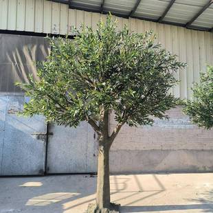 大型仿真橄榄树盆栽 家居工程绿化绿植装饰 橄榄树仿真树厂家