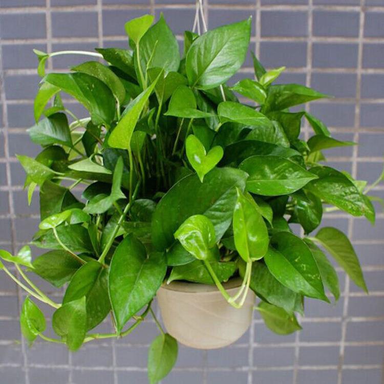 绿萝盆栽书房花卉绿植室内好养净化空气水培植物醛长藤大叶绿箩苗