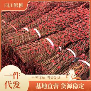 银柳红彩柳银芽柳银柳鲜枝柳基地直UUW发春节年花卉干花宵插花
