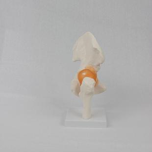 模功能髋关模型型731节人体骨骼型教学模型