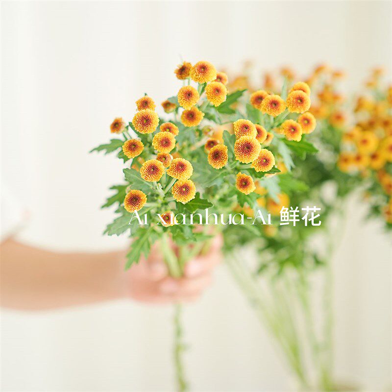 出口级橙色棉花糖雏菊鲜花家居办公插花花期长节日送花云南直发