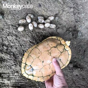 宠物龟白化巴西变异红眼观赏龟欧泽剃刀地图鳄龟儿童网红龟苗