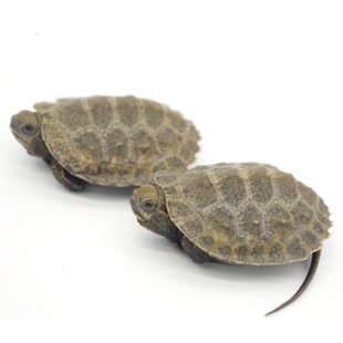 请叫我八戒姐姐日石小乌龟活体活物宠物龟苗日本石龟观赏龟水龟浅