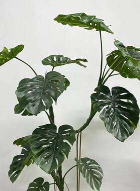 仿真巨型龟背热带雨林植风格大叶片绿龟背景造推荐款老桩背120007