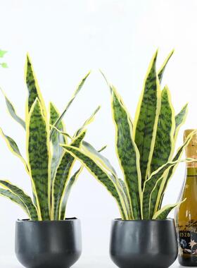 仿盆真植虎皮兰盆栽假花定套物装绿植塑料固小HC60735石子仿真虎