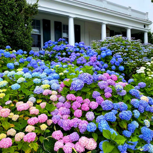 无尽夏绣球花苗带花苞盆栽大苗四季多年生花卉栽庭院阳台花好养活