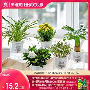 发财树办公室内好养小绿植盆栽花卉栀子花绿萝水培富贵竹多肉植物