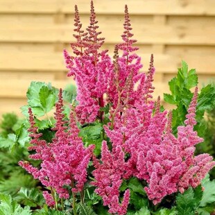 适合懒人养的花卉庭院阳台四季植物姬小菊鼠尾草盆栽蓝雪花绣球花