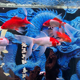 凤尾大红草金鱼活鱼冷水好养耐活淡水观赏鱼锦鲤金鱼活鱼草金鱼苗