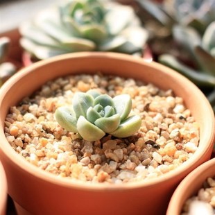 多肉铺面水晶砂天然粗河沙拌土种植营养介质肉肉铺面沙粒石子透气