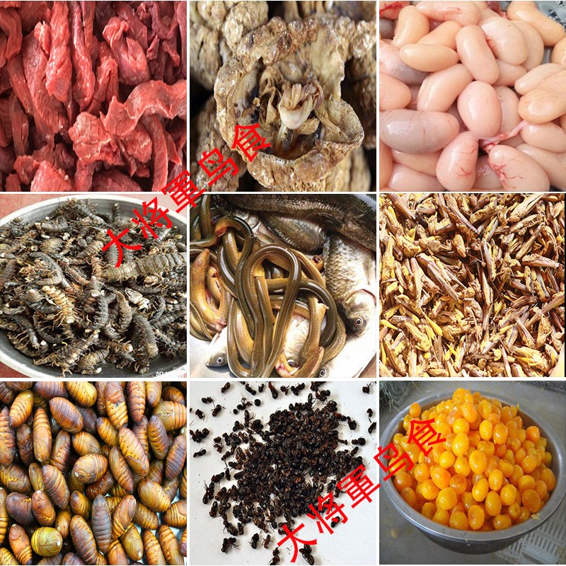 精品画眉鸟食饲料打彩打鸟画眉斗鸟唱鸟提性壮膘手工营养打口500g