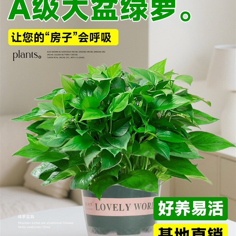 绿萝盆栽室内植物花卉绿植水培长藤垂吊大叶绿箩新房家用净化空气