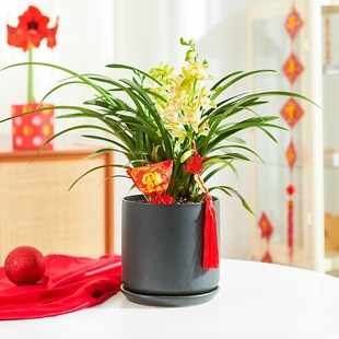 十大名贵香兰花盆栽紫香兰办公室内绿植物阳台白玉兰花秋冬耐寒