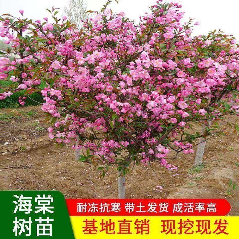墅特大西府海棠树苗庭院别植地栽大树垂丝海棠四季种耐寒花6655开