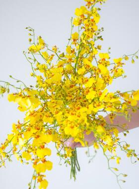 F967JM9M黄色跳舞鲜花云南水发兰橙色真花婚庆培植物花束文心兰鲜