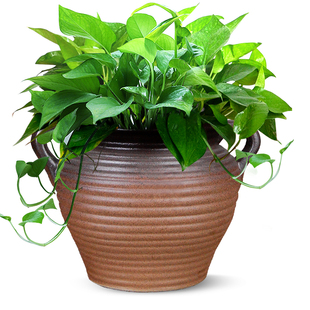 壁挂花盆大号陶瓷植物盆栽水仙花绿萝水培悬挂式别墅墙壁装饰花盆