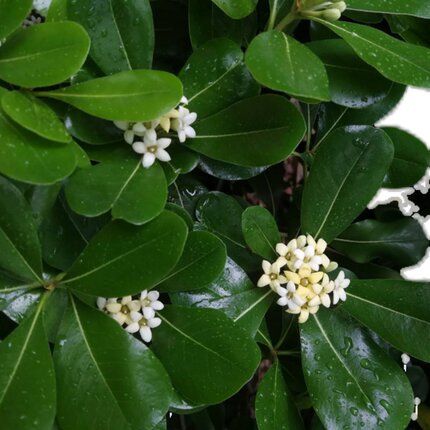 海桐苗 海桐树苗 海桐球四季常青气味芳香驱蚊虫绿植物围墙绿篱笆