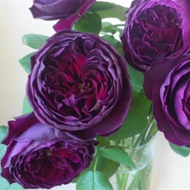 大苗皇宫 月季花苗开花特大花浓香玫瑰四季盆栽花卉植物树苗绿植