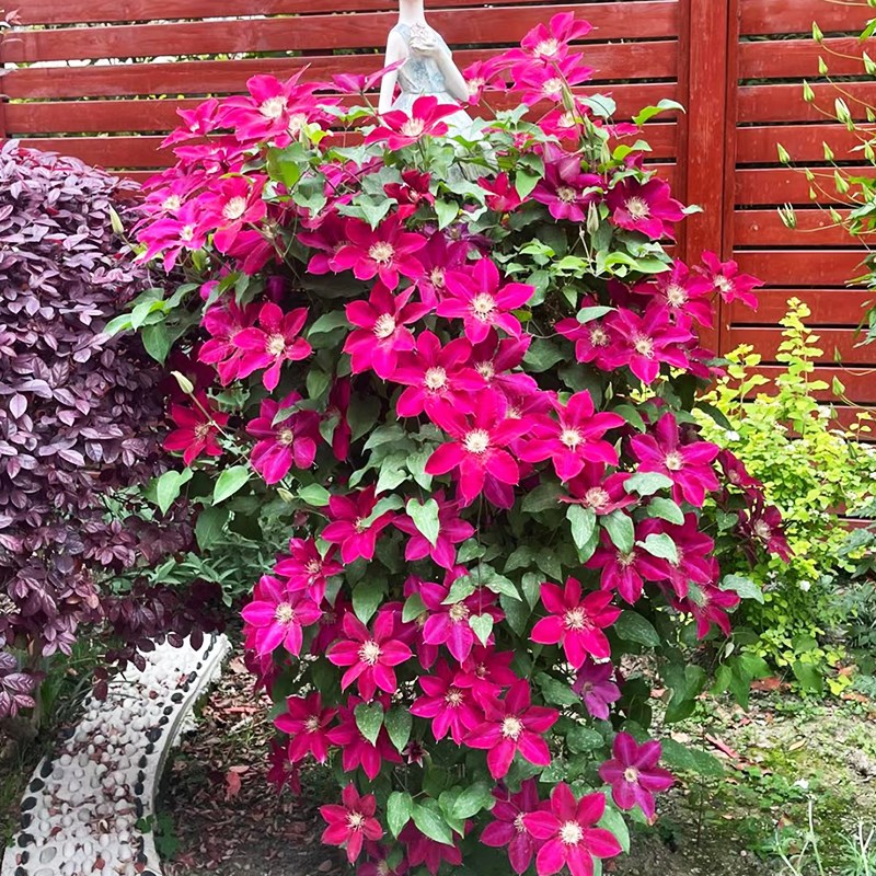 瑞贝卡铁线莲盆栽爬藤植物大苗重瓣大花藤本花卉四季勤花长势快速