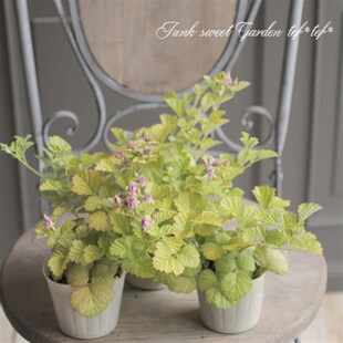 爱上花园 金叶茅莓 阳光飞溅爬藤树莓 覆盆子可食用浆果绿植盆栽