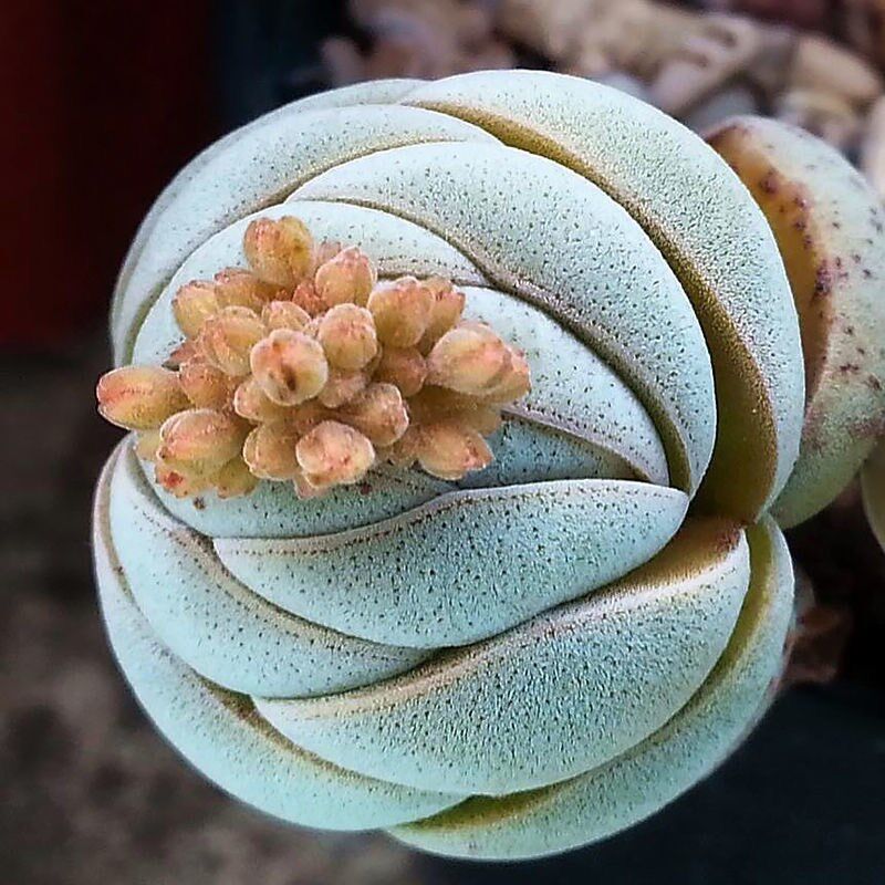 新奇肉肉托尼白稚儿稚儿姿多肉植物盆栽办公室内阳台高档萌肉花卉