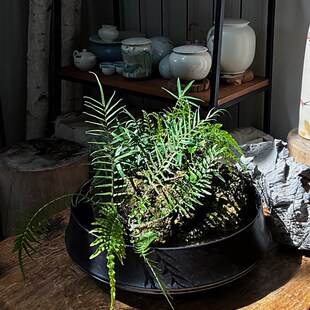 古法生态缸小鱼全套循环流水造景中古桌面意境水陆两栖黄缘龟缸