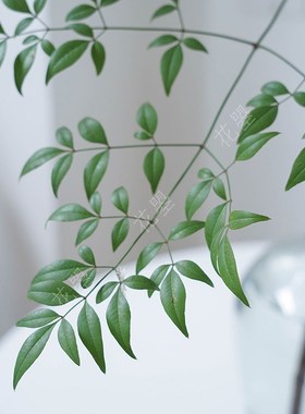 花曌 绿天竹鲜切枝条绿色南天竹鲜切花家用办公室鲜花水养瓶插花