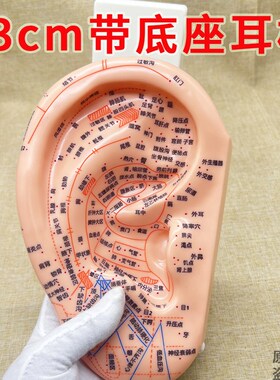 23cm大号超清多穴位耳模耳朵针灸模型耳穴中医模特图耳反射区底座