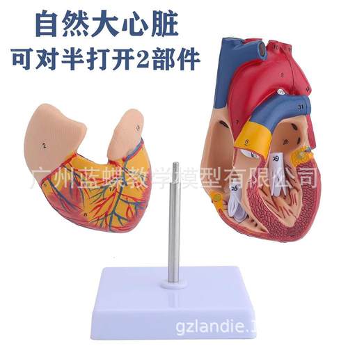 1:学1医人体心脏模型B彩超声循环系统心内科心脏解超260剖教模型