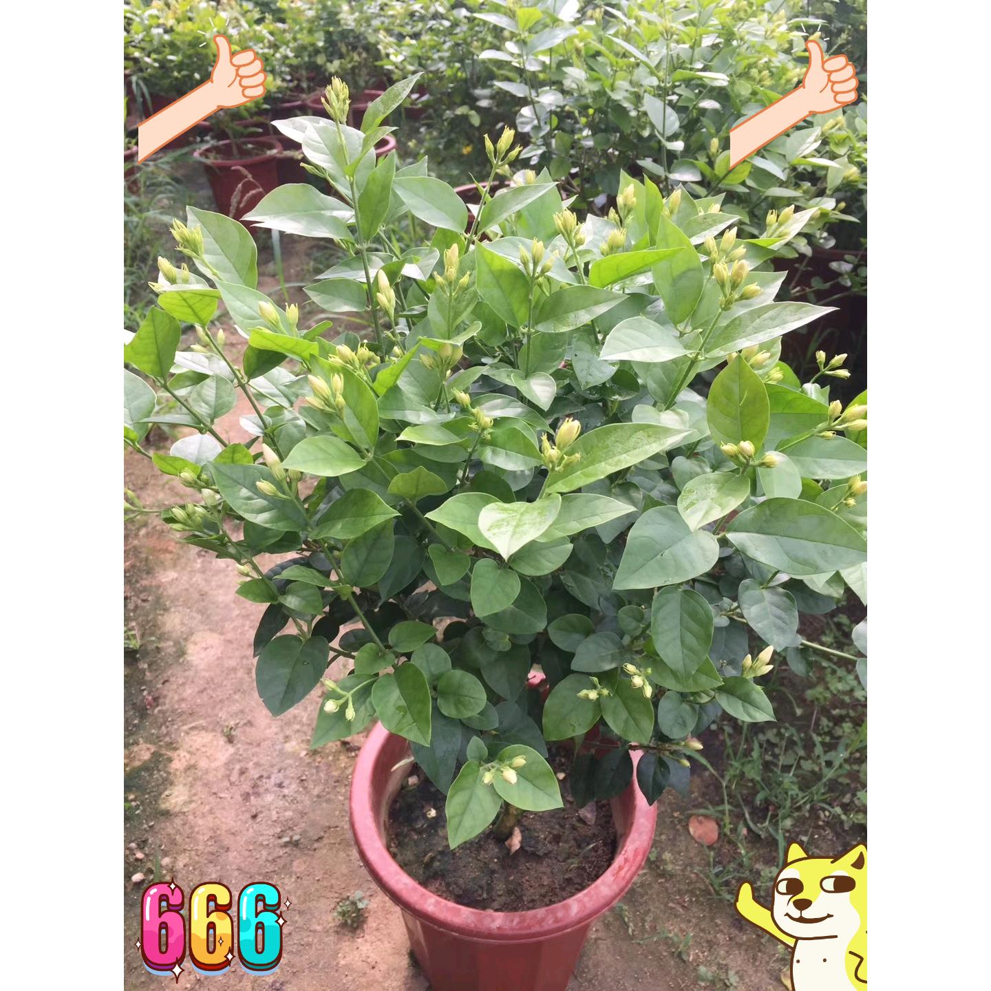 精品大号单瓣笔尖茉莉花盆栽老桩独杆大花圆叶虎头茉莉香味浓郁