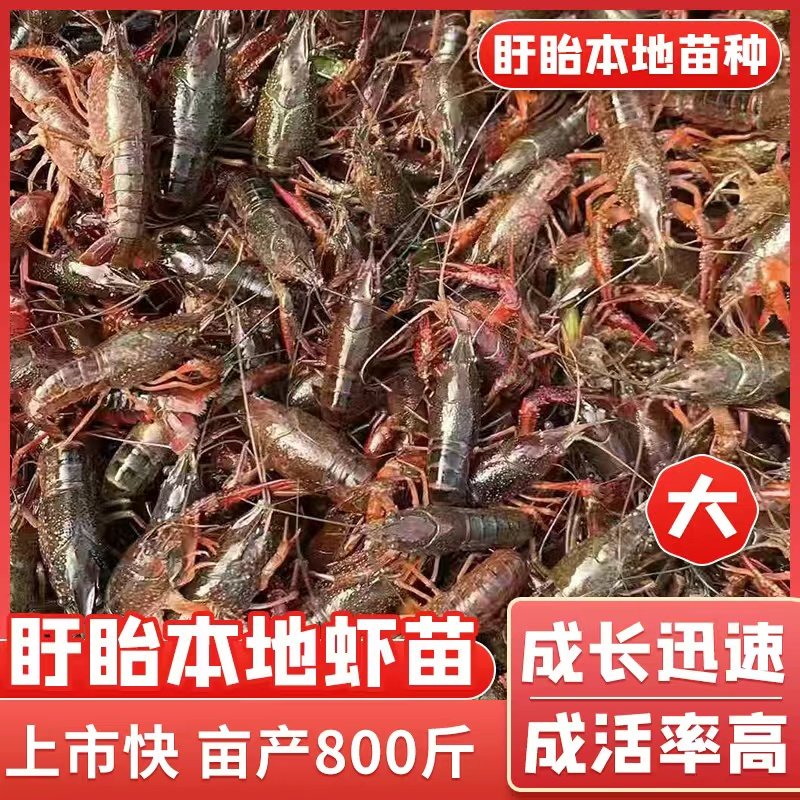 盱眙鲜活小龙虾种苗幼苗虾苗抱卵带籽种虾淡水养殖红壳青苗母虾