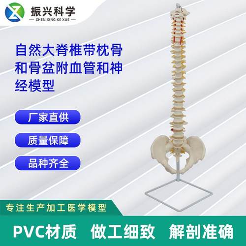 人体型自然大脊椎模骨型合集人体骼模教944学示演用品