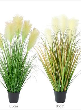 环盆保仿真苇假花5DD232328头蒲苇景盆栽狗尾巴草婚花艺橱芦窗装