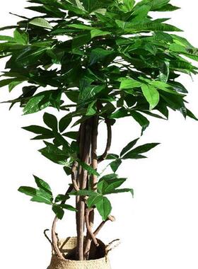 发树景财F96J8THM真树杆人造植物落地家庭布景花盆卉入户花园