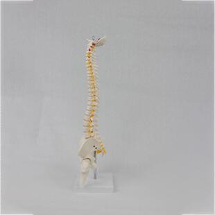 中型椎盆带骨腿脊骨模型立式脊人体椎教学769模型厂家