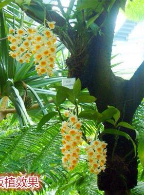 云南球盆石斛黄花金AL730124钗石斛霍山铁皮兰石斛苗鼓槌石斛花球