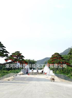 中树式仿真松植美人松绿假树造型装饰家居植物设计FZFS-250工程型