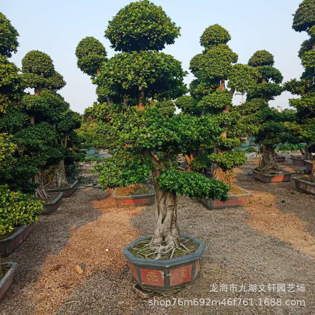 福建小叶榕盆栽批发园艺露地造型树园林工程报价盆景树园艺绿植