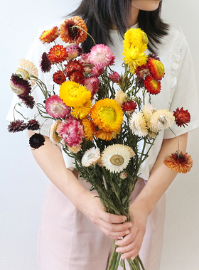 天然风干麦秆菊干花小雏菊原杆真花手工DIY花材家居插花拍摄装饰