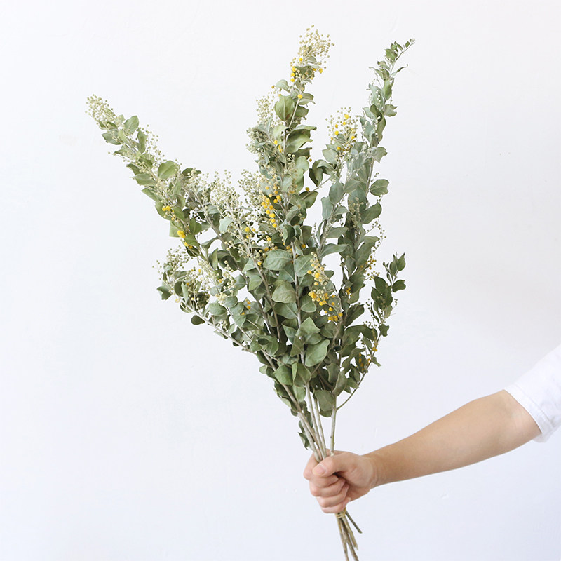 天然绿植真花干燥花金合欢黄莺绿灵草自然风干家居客厅插花装饰摆