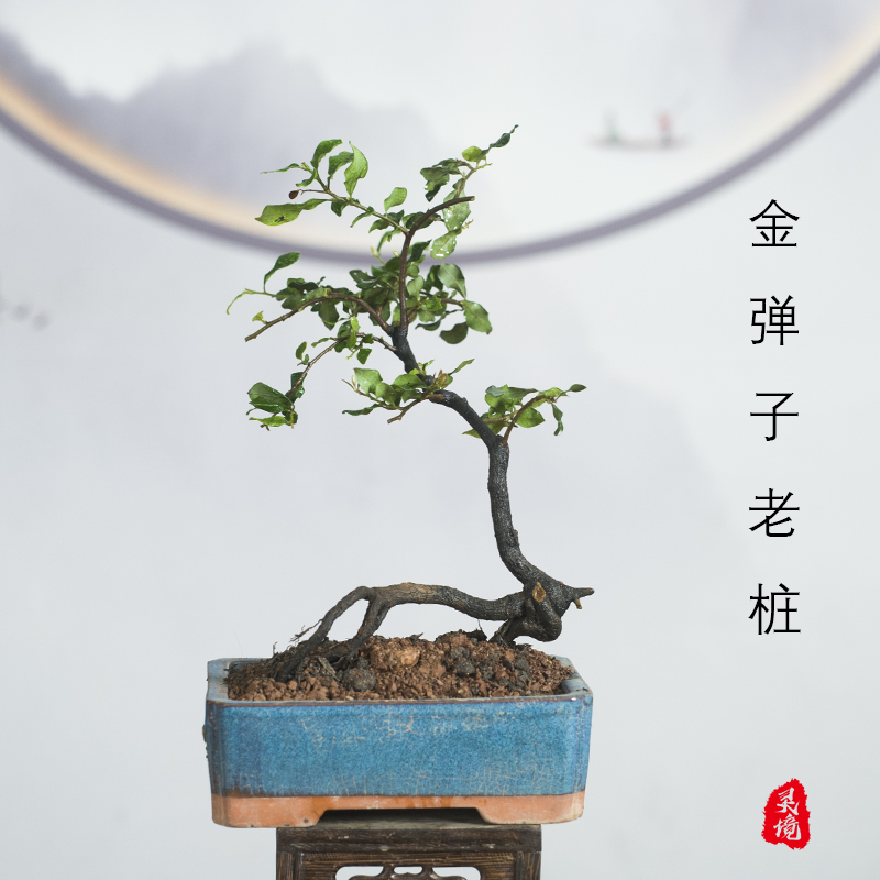 四川金掸子造型盆景桌面绿植观果客厅办公室好养提根小品植物盆栽