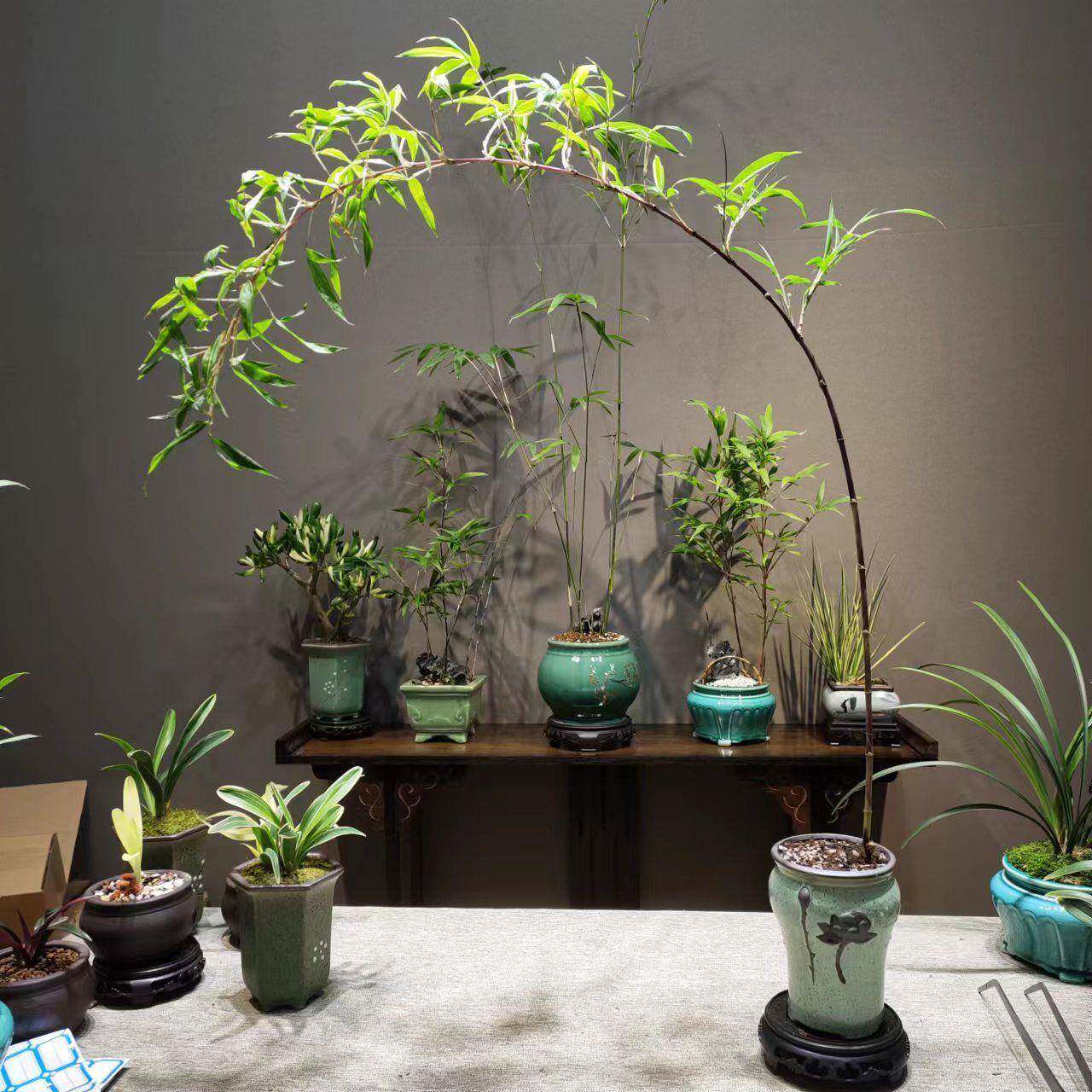 紫竹室内盆栽庭飘支寒竹盆景院桌面绿植子微竹LaS5PeGJ苗紫观赏竹